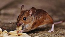 24 Hour & Emergency Exterminators in Pennville, PA
